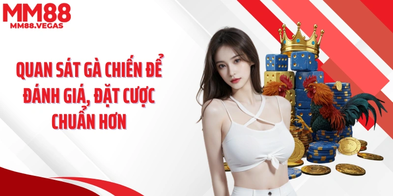 Quan sát gà chiến để đánh giá, đặt cược chuẩn hơn
